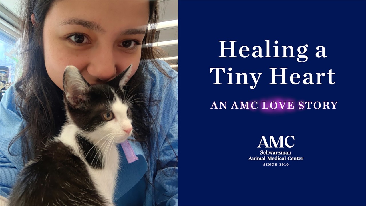 Healing a Tiny Heart: An AMC Love Story