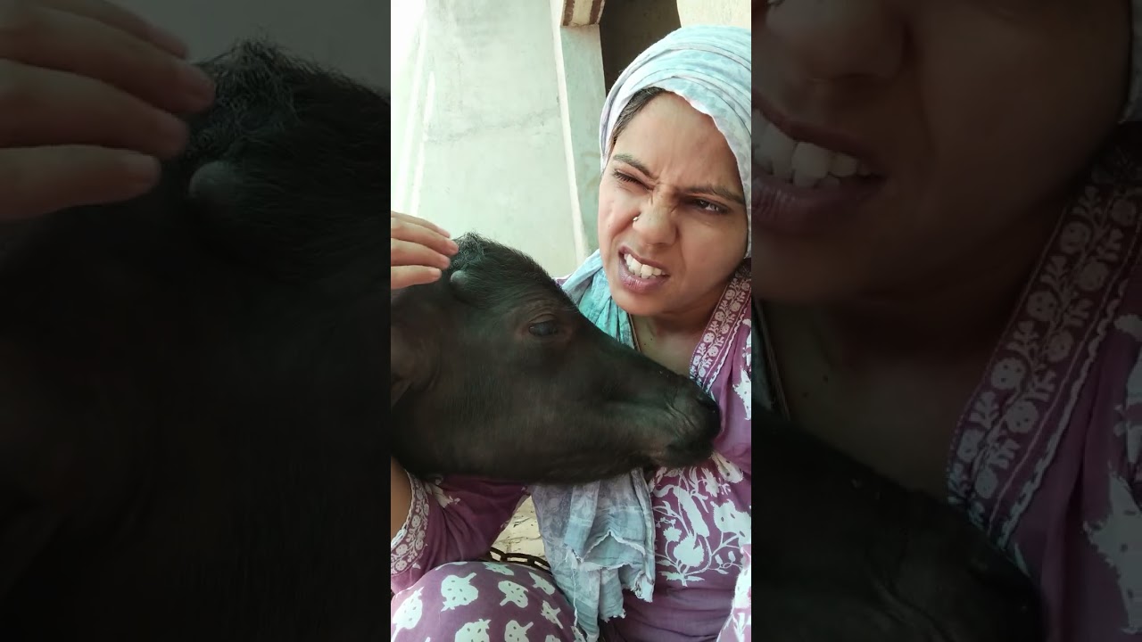 मेरा और चीकू का मिनी ब्लॉग😇🤓#viral #love 👍👌