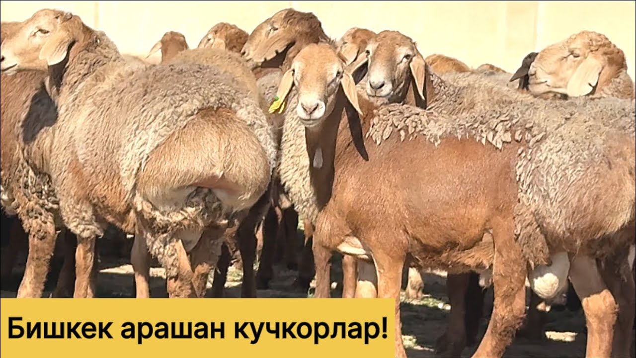 Бишкек арашан кучкорлар! 907296100☎️ 951532781☎️