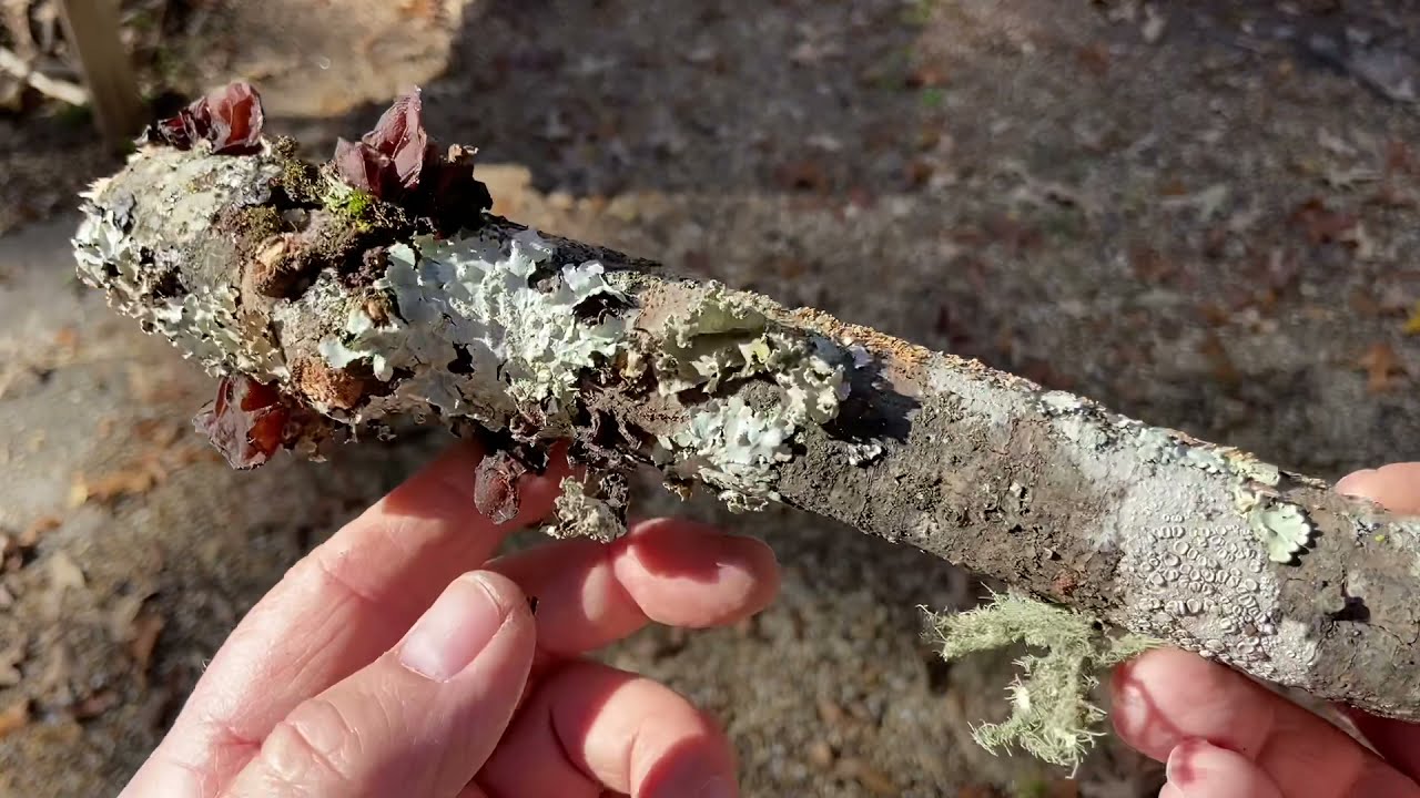 Rudiger Roll aka Fire Roll, Cotton And Lichens