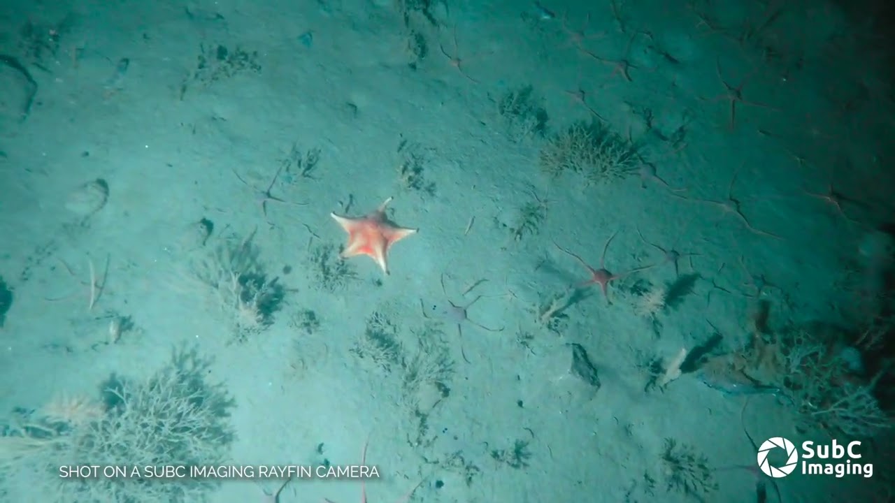 Rayfin Micro by SubC Imaging - Example Footage