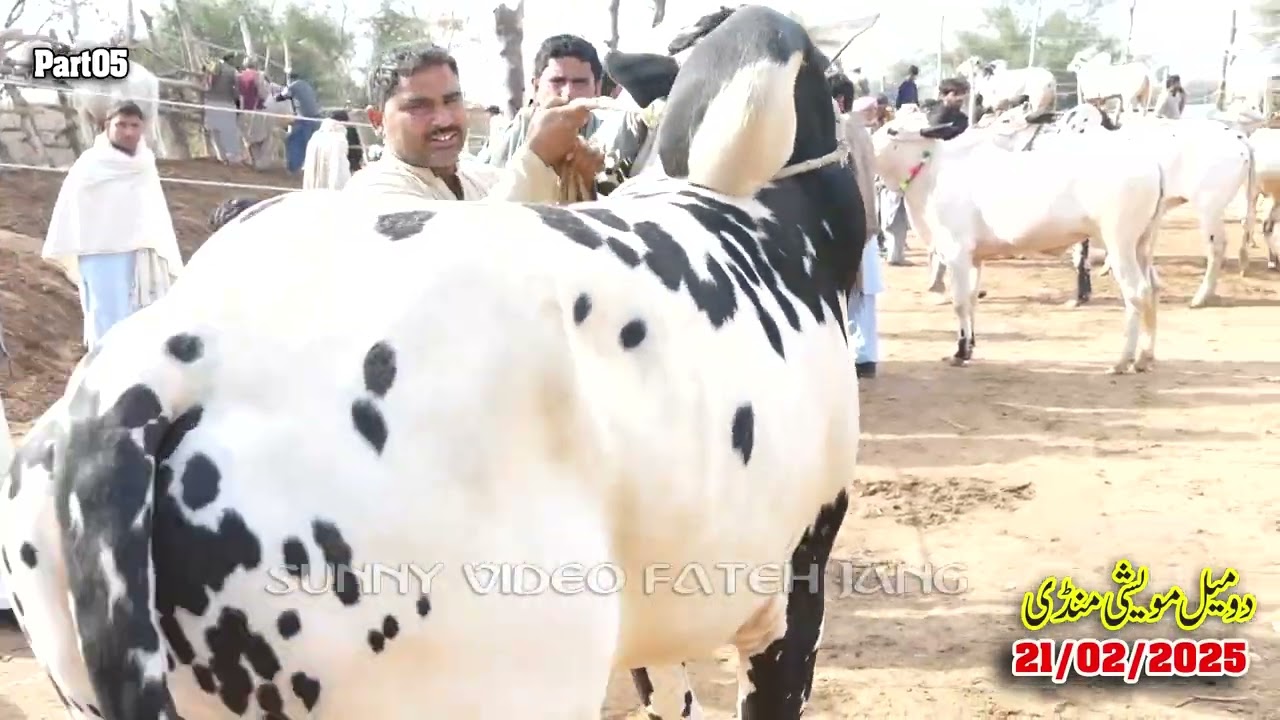 Today Domail Mandi Fatehjang Rate’s update21-Feb2025-Part05Sunny Video Fateh Jang Cow Mandi 2025