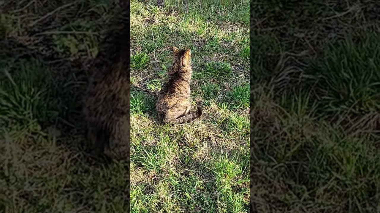 Maui & Brownie cats (outdoors) are live!