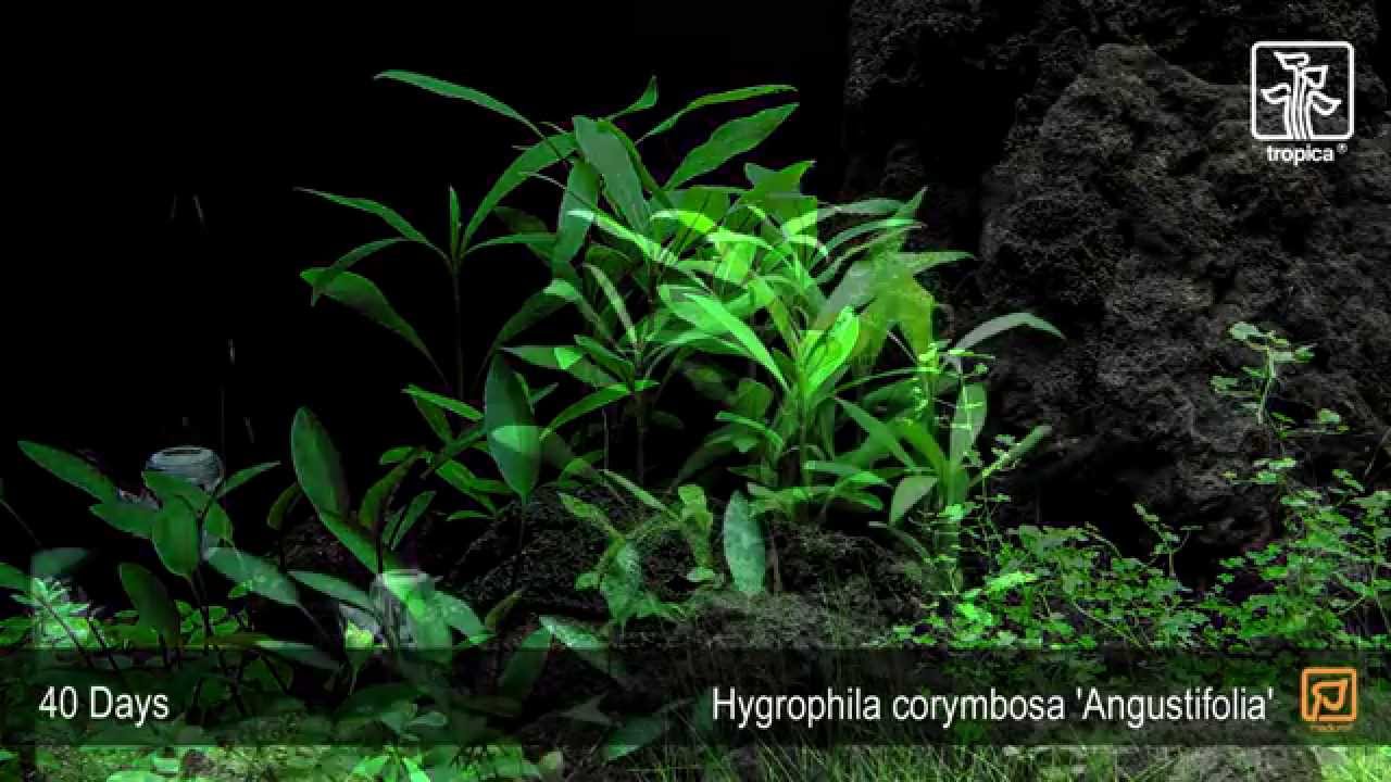 Hygrophila costata ('Angustifolia')