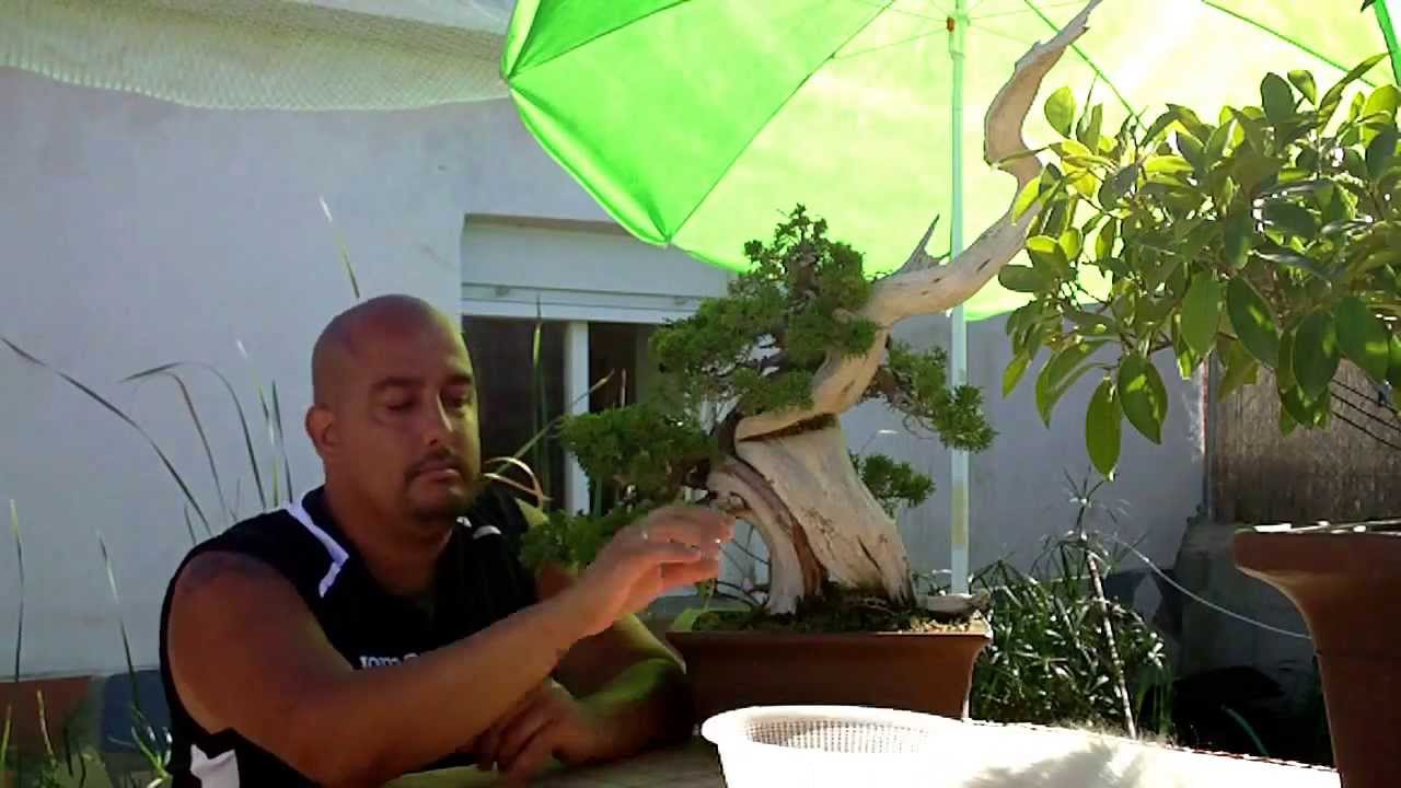 Escuela de Bonsai Online - Trasplante