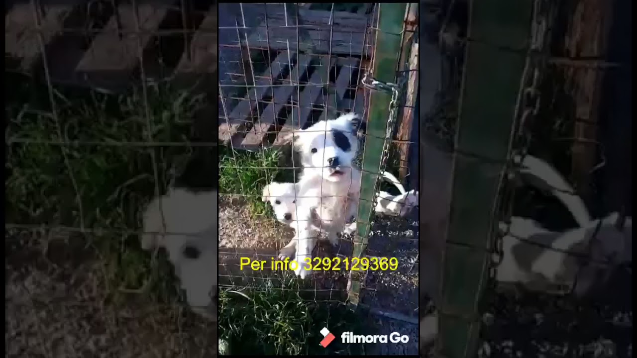 Cuccioli Cani Taglia Media maschi femmine in regalo
