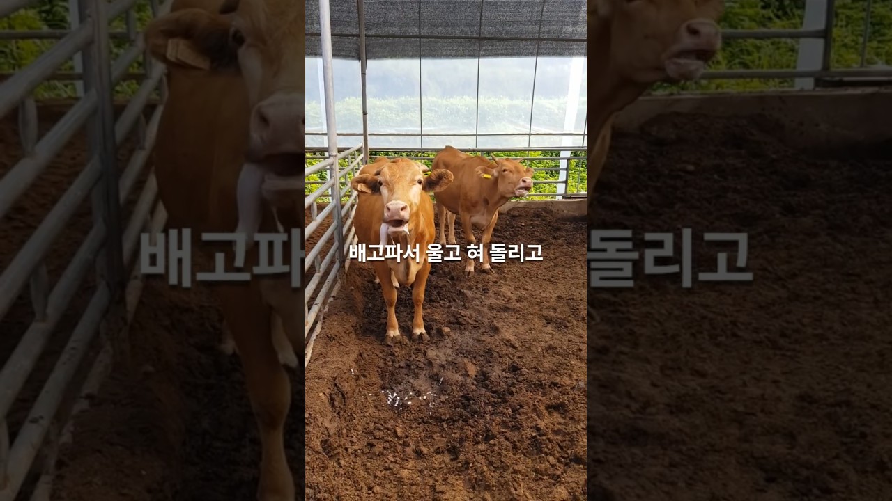 번식우 사료, 왜 어려울까?