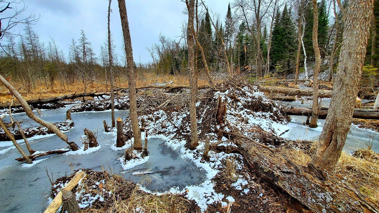 Spring Beaver Trapping 2020 Part 3 This Bog Lodge was INSANE!!