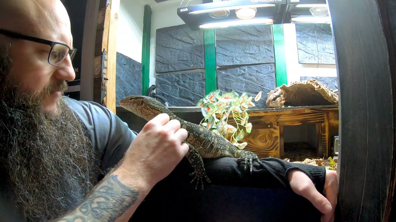 Lestat getting dinner Varanus Ornatus Ornate Monitor