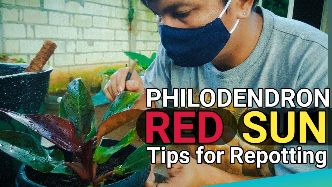 PHILODENDRON RED SUN | REPOTTING TIPS + WHAT ARE CULTURED PLANTS? plantzilla bhl