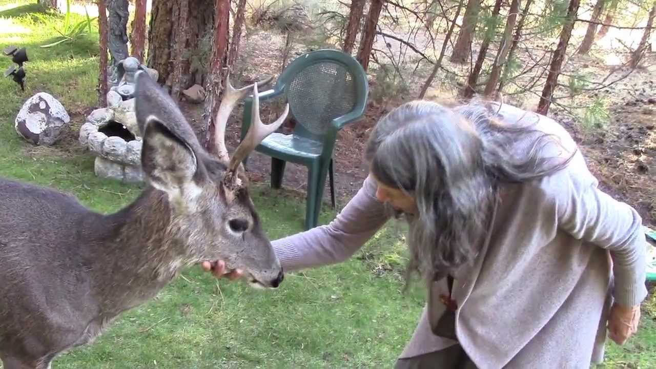 Yoda, a friendly Wild Deer Buck