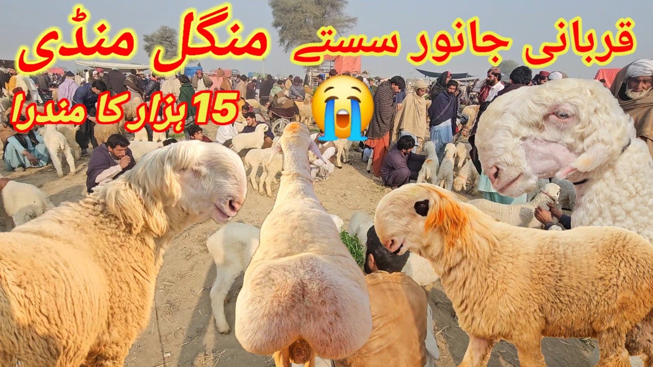 20 تاریخ 2026 کی منڈی منگل کے دن کی 😭15 ہزار سے لے کے 35 ہزار تک مندرا رل گئی منڈی 