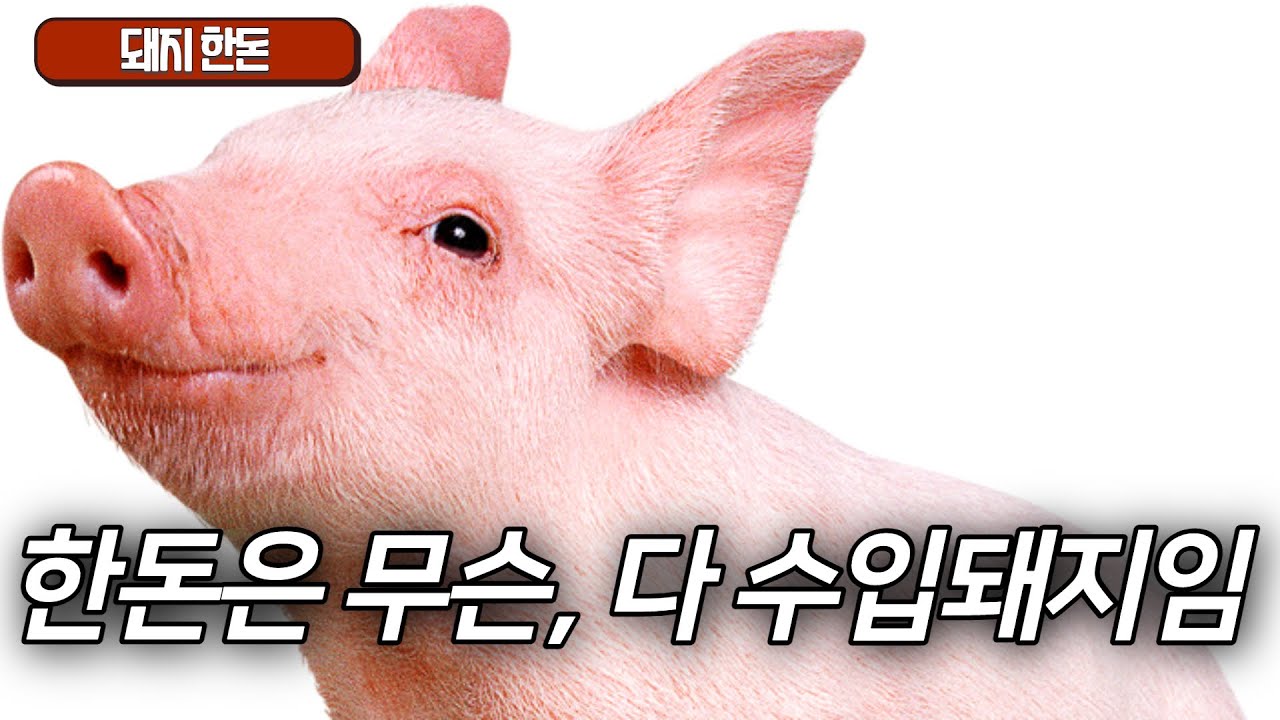 한돈의 정체. 사실은 다 수입돼지?!?!
