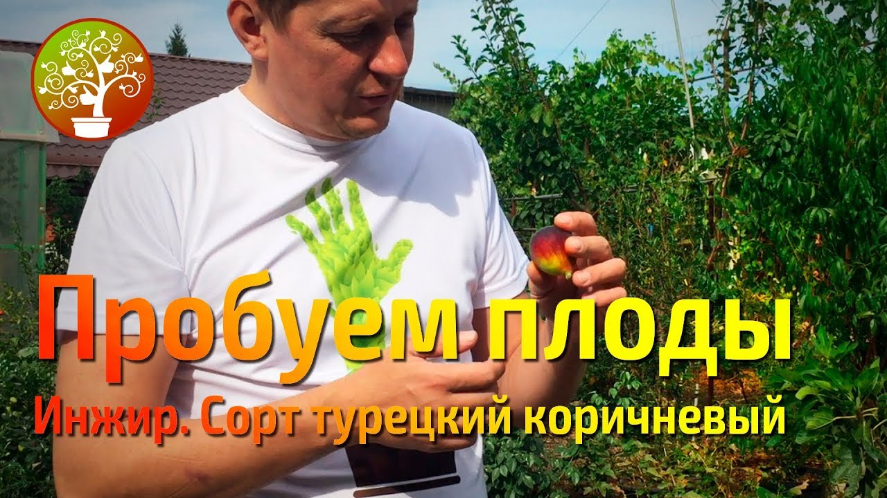 Инжир созревает, сорт турецкий коричневый.  Пробуем!
