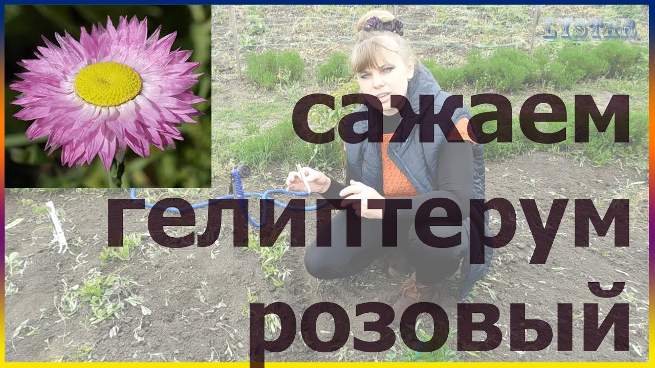 Гелиптерум розовый посадка уход выращивание размножение Как посадить гелиптерум Посадка гелиптерума