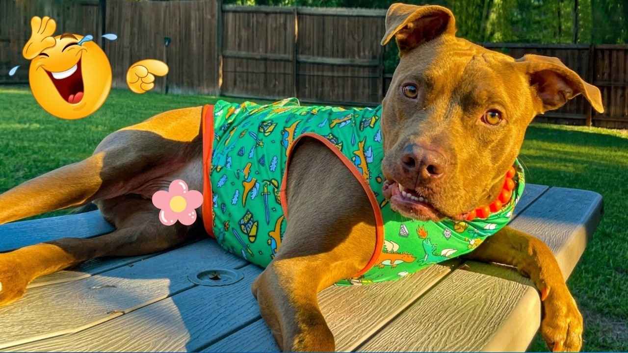 Super Funny Animal Videos 😹🐶 Cat and Dog Videos That Don't Disappoint You