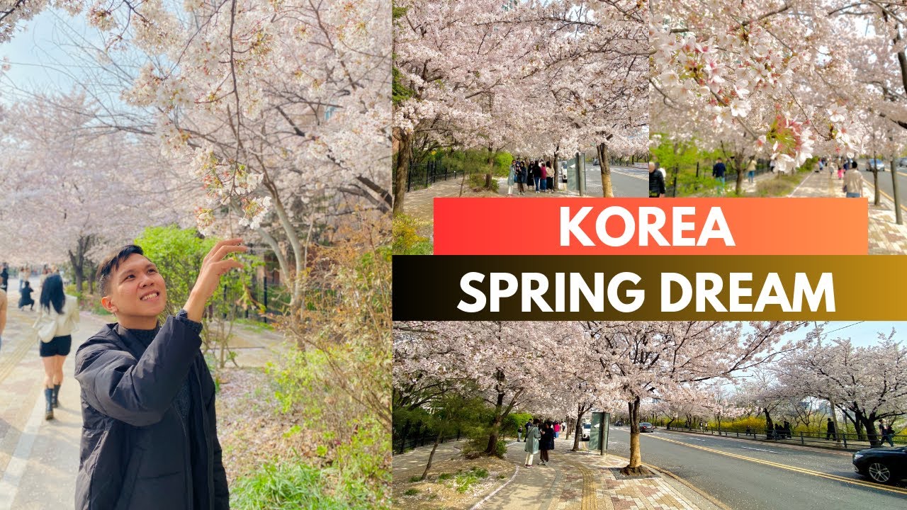 My First Cherry Blossoms Experience | Korea in April