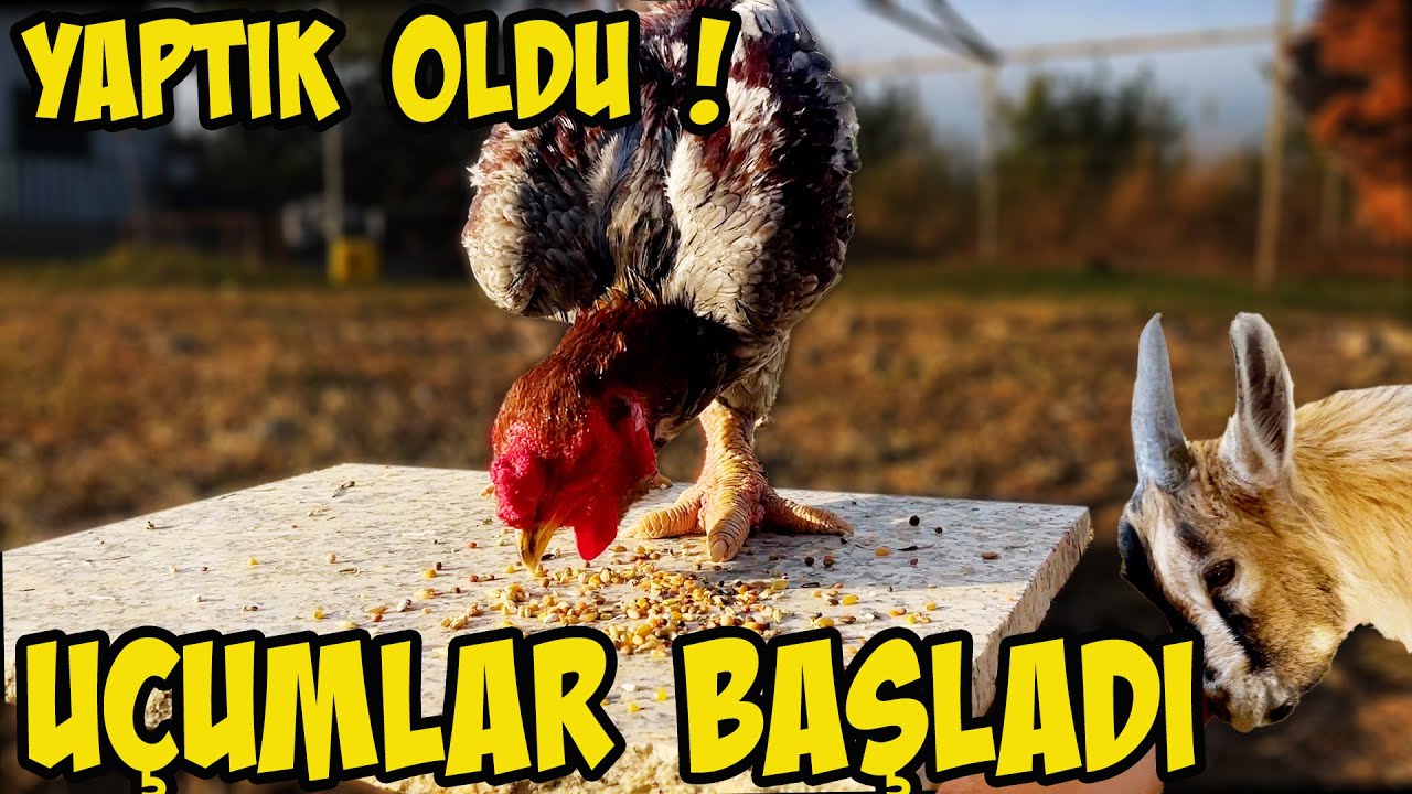 POSTA VE TİPLER BİRLİKTE UÇABİLDİ Mİ ? SERA DA SON DURUM. NEDEN YUMURTA KESİL Dİ ?