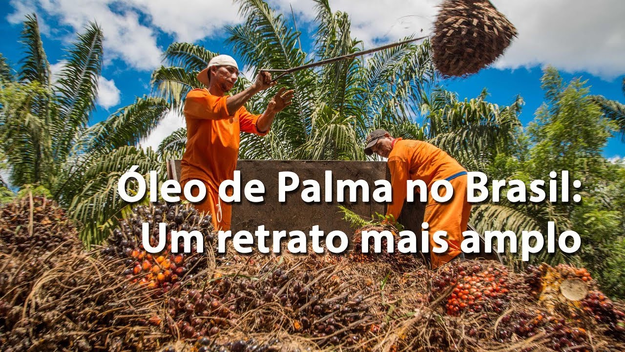 Óleo de Palma no Brasil: Um retrato mais amplo