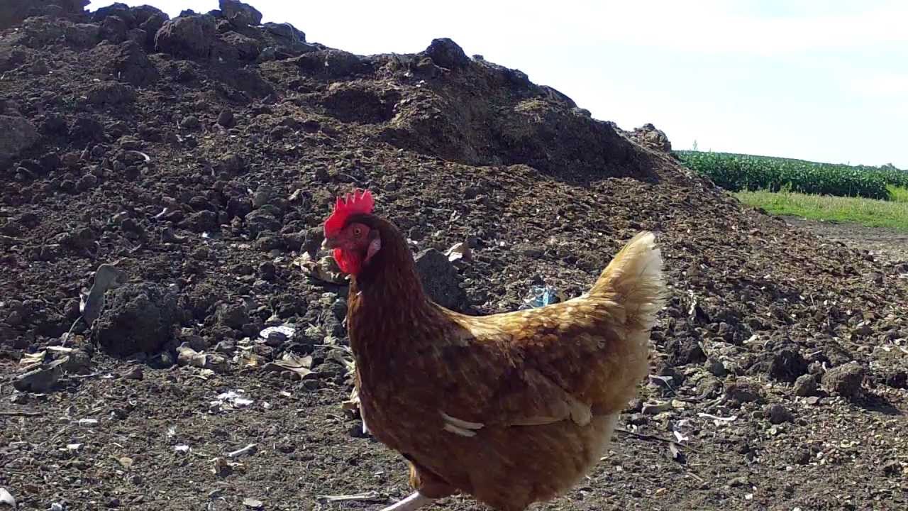 Market - Raising Hogs and Chickens on a Minnesota Family Farm