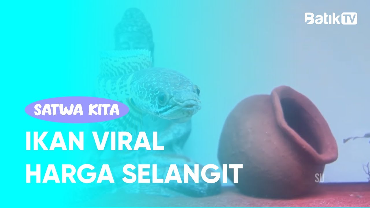 IKAN VIRAL HARGA SELANGIT - SATWA KITA