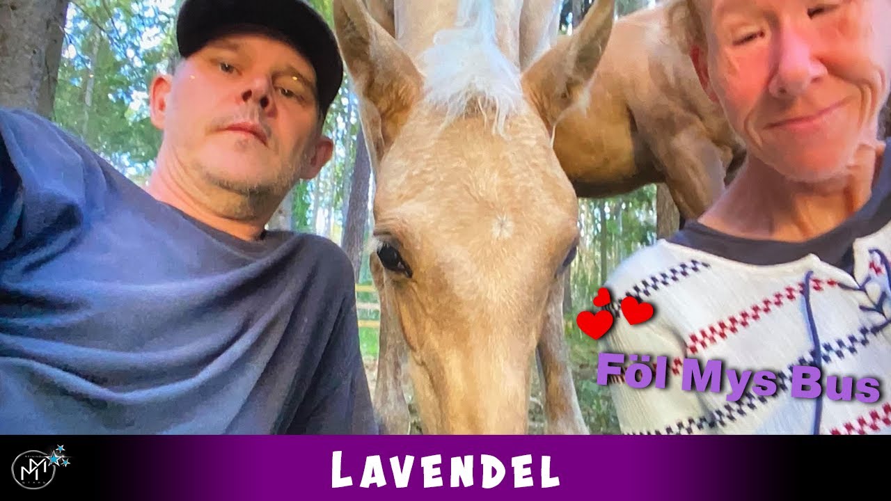 Lavendel från föl till häst del 2
