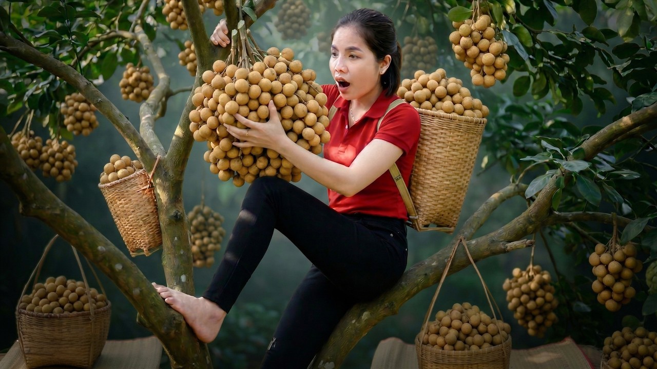 Harvesting 1000+kg of longan fruit from the orchard and brought it to the market to sell.