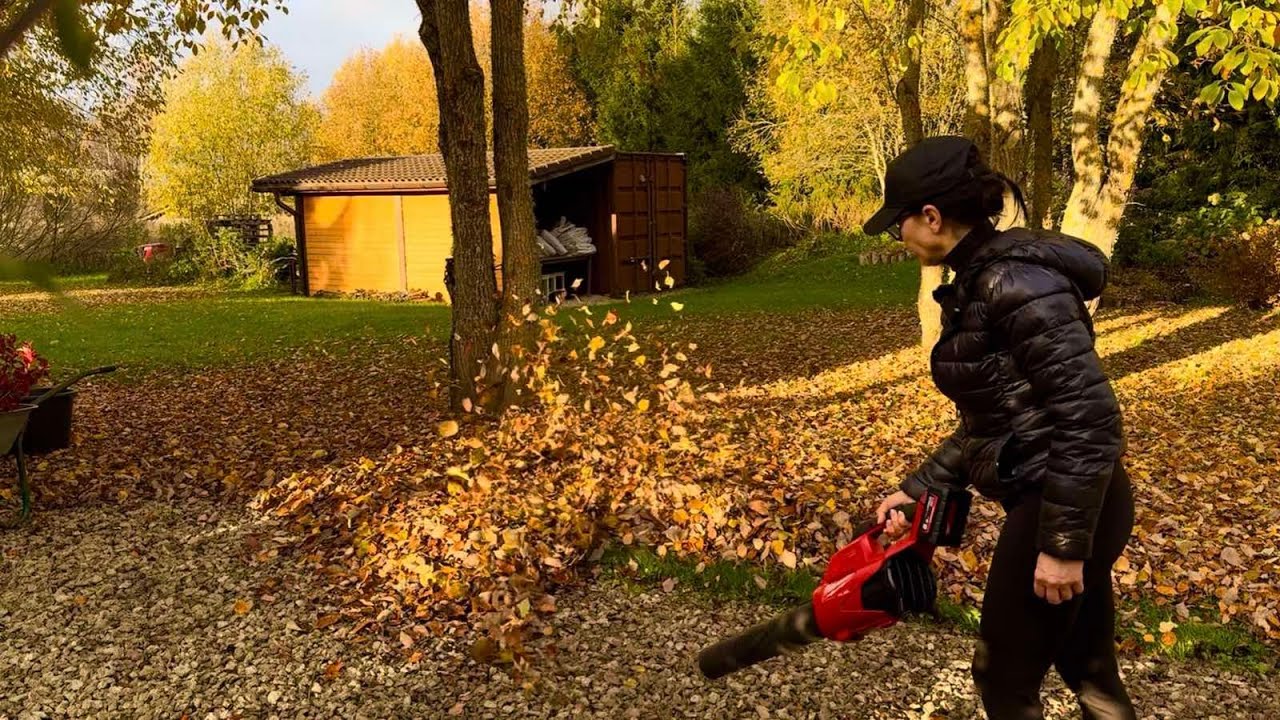 31.10.2025 Куда девать листья? Почему не краснеют? Короба для голубики. С воздуходувкой и тут и там.