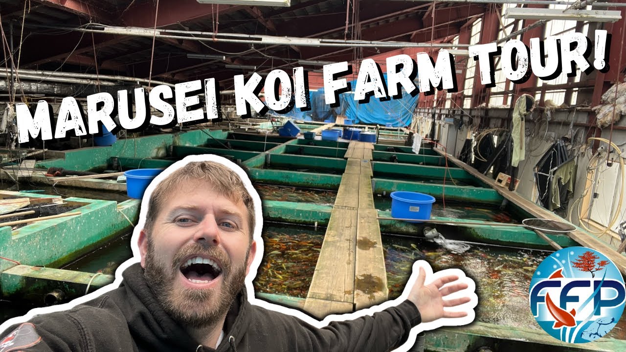 Marusei Koi Farm Tour! Biggest Koi House in the World!