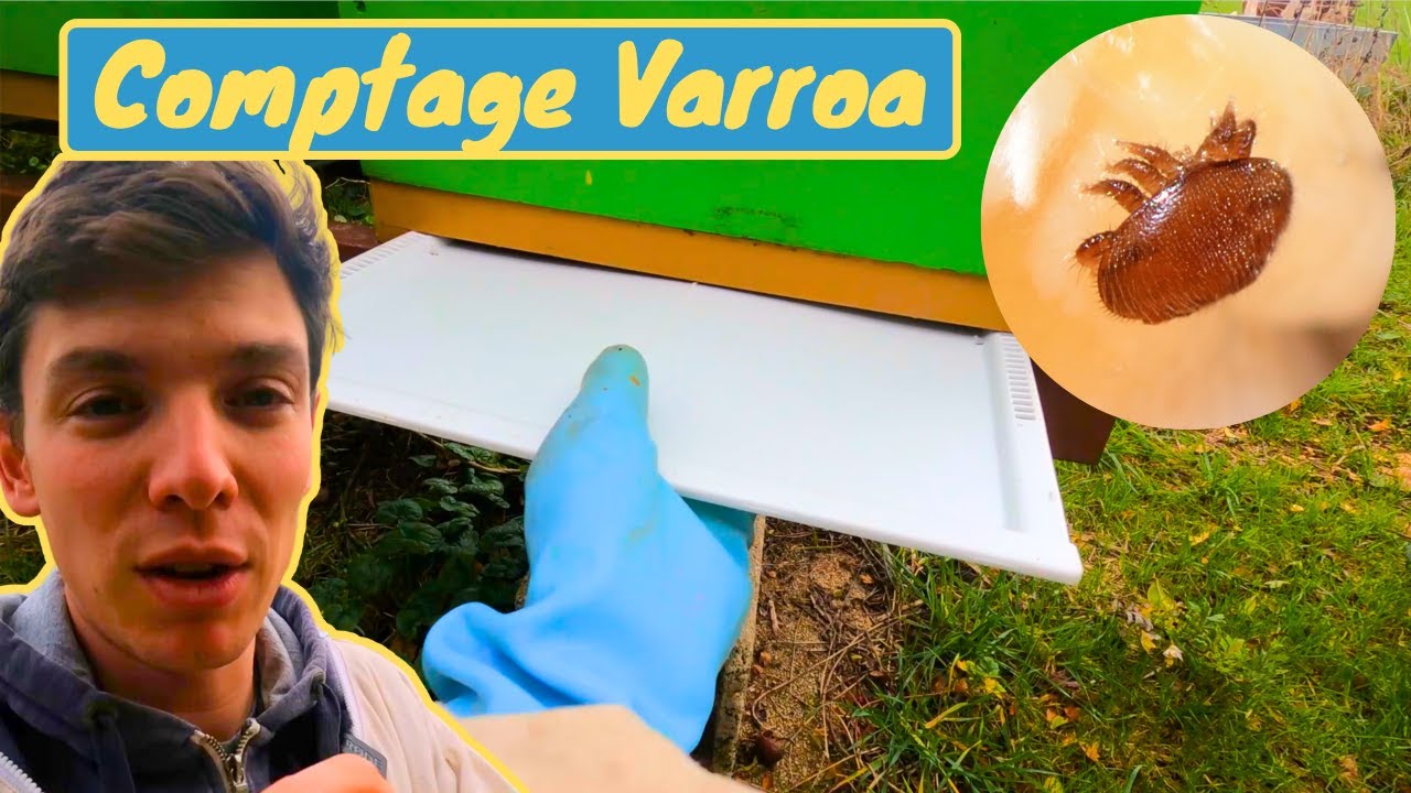 MÉTHODE DU COMPTAGE VARROA SUR LANGE - Résultats d'automne 2023 ! Catastrophique ou pas ?!