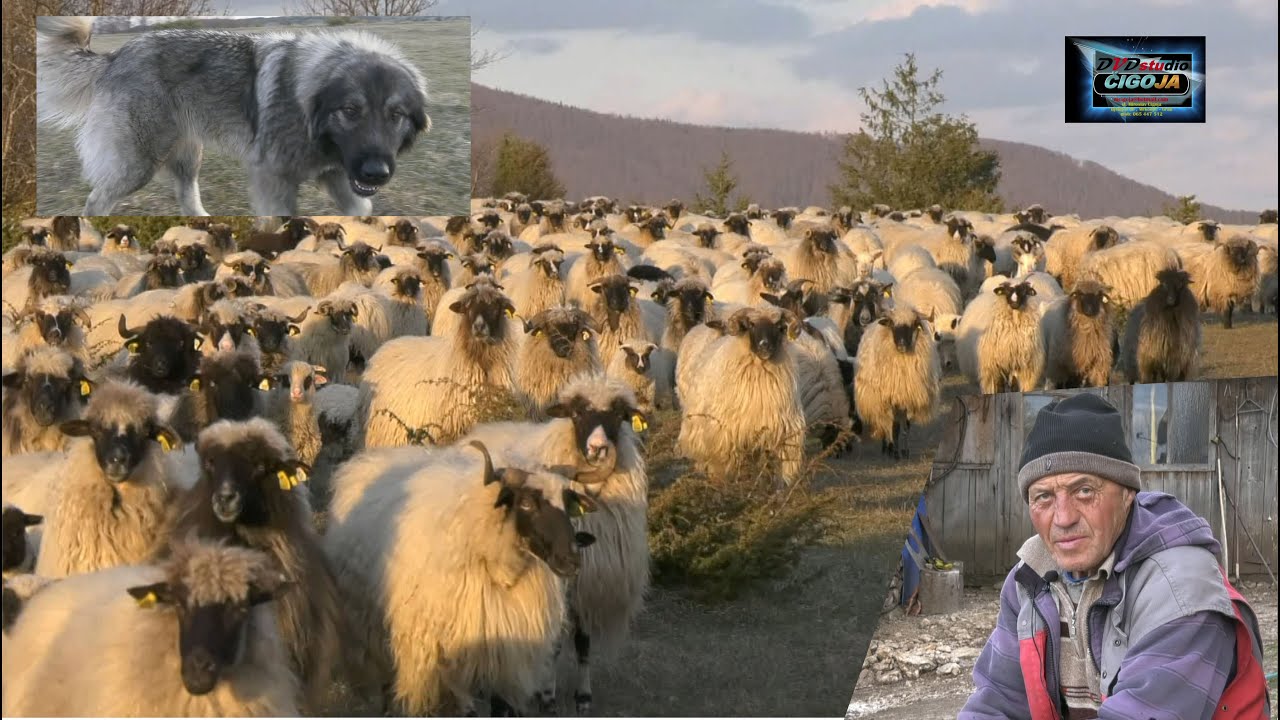 - MEDVJED DOŠAO PRED KUĆU, IZVUKAO OVCU IZ TORA I ODNIO JE /BEAR ATE A SHEEP