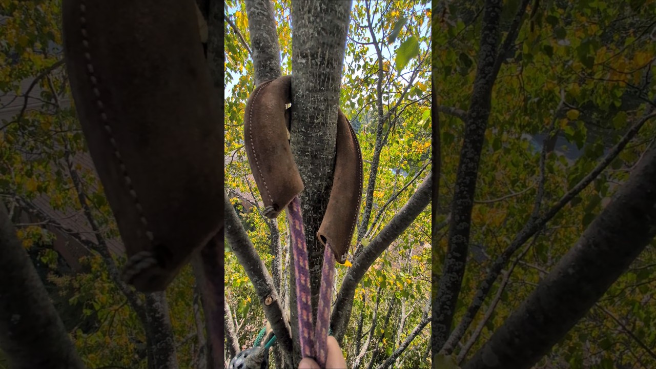 Tie-in point trick #treework #climbing