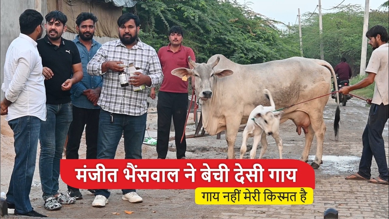मंजीत भैंसवाल ने बेची देसी गाय, गाय नहीं मेरी किस्मत है। || MANJEET BHAINSWAL SALE DESI COW