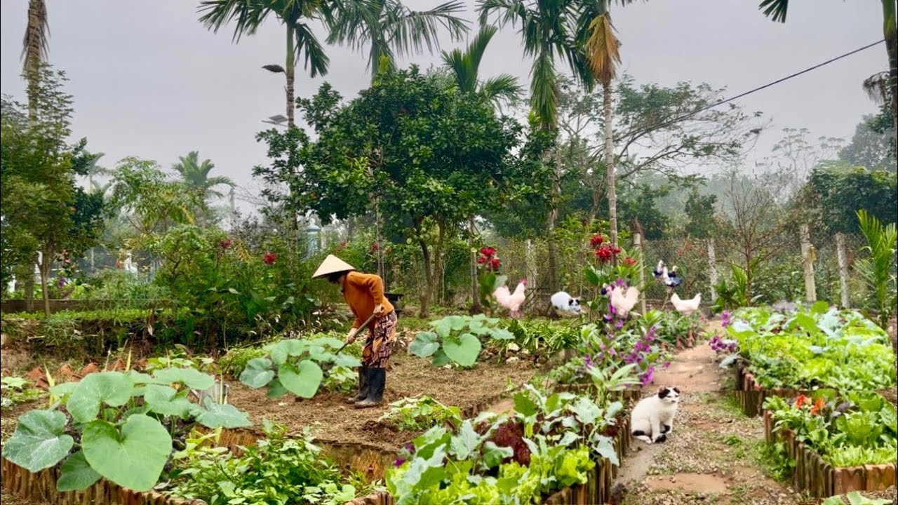 Everyday life in rural Vietnam: gardening and cooking winter dishes, homemade collagen.