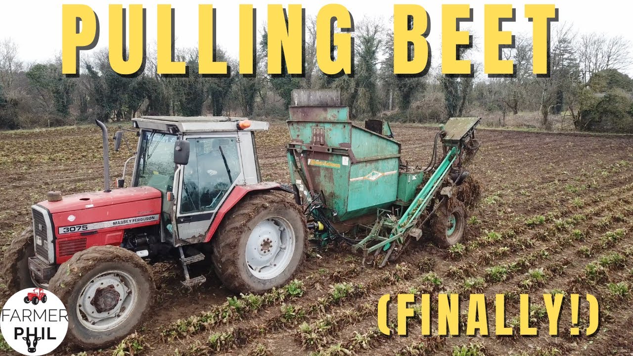 BEET HARVEST 2022 IN 2023! | PULLING BEET WITH MF 3075 & ARMER SALMON