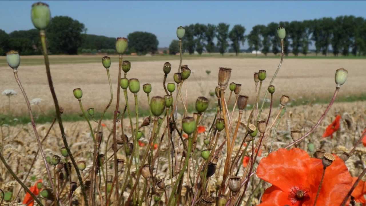 Orgelimprovisatie Martin Mans.wmv
