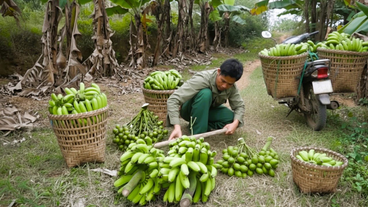Daily Rural Life: Looking After Pet Dogs And Harvesting Bananas To Sell At The Bustling Local Market