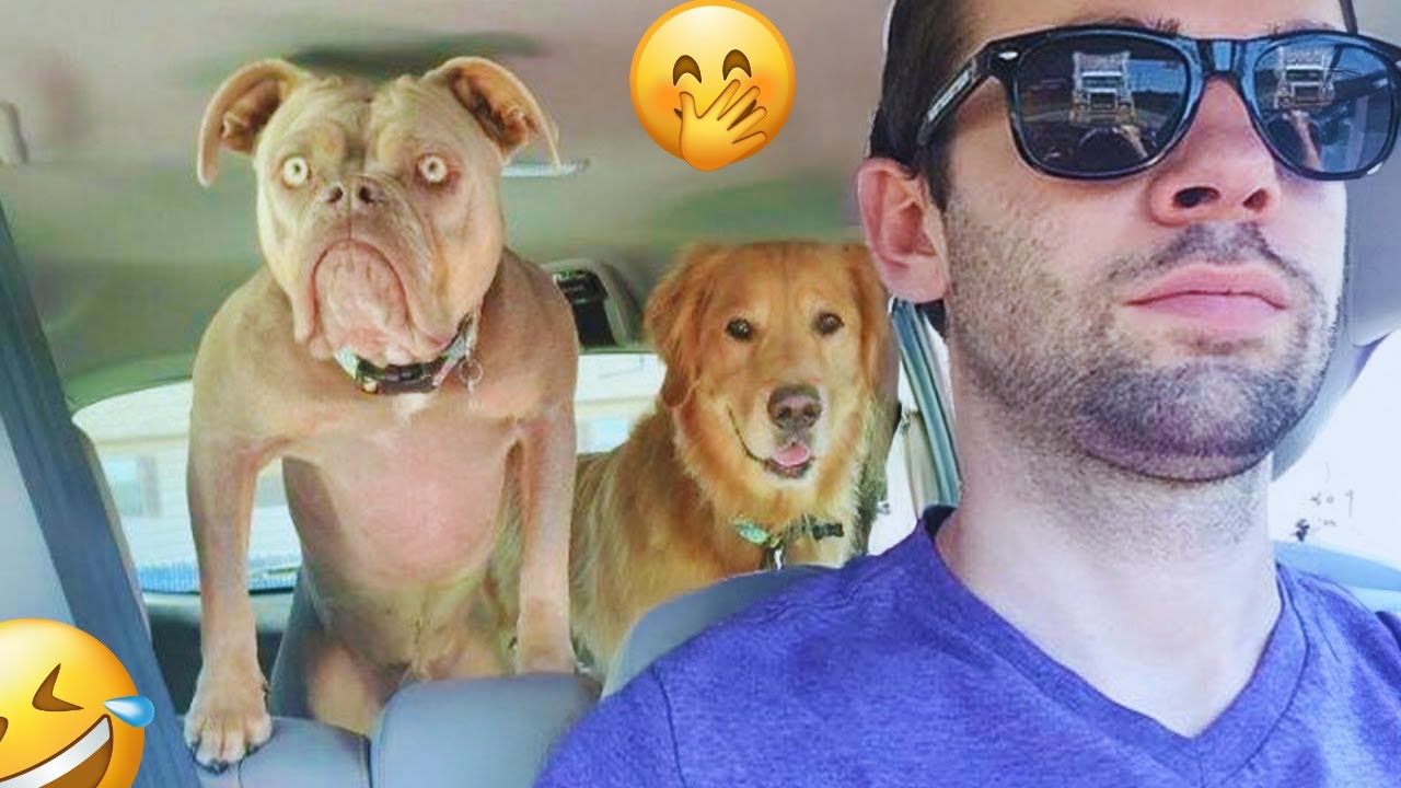 I'm 101% SURE that you will LAUGH EXTREMELY HARD- Funny Dog 2025 #35