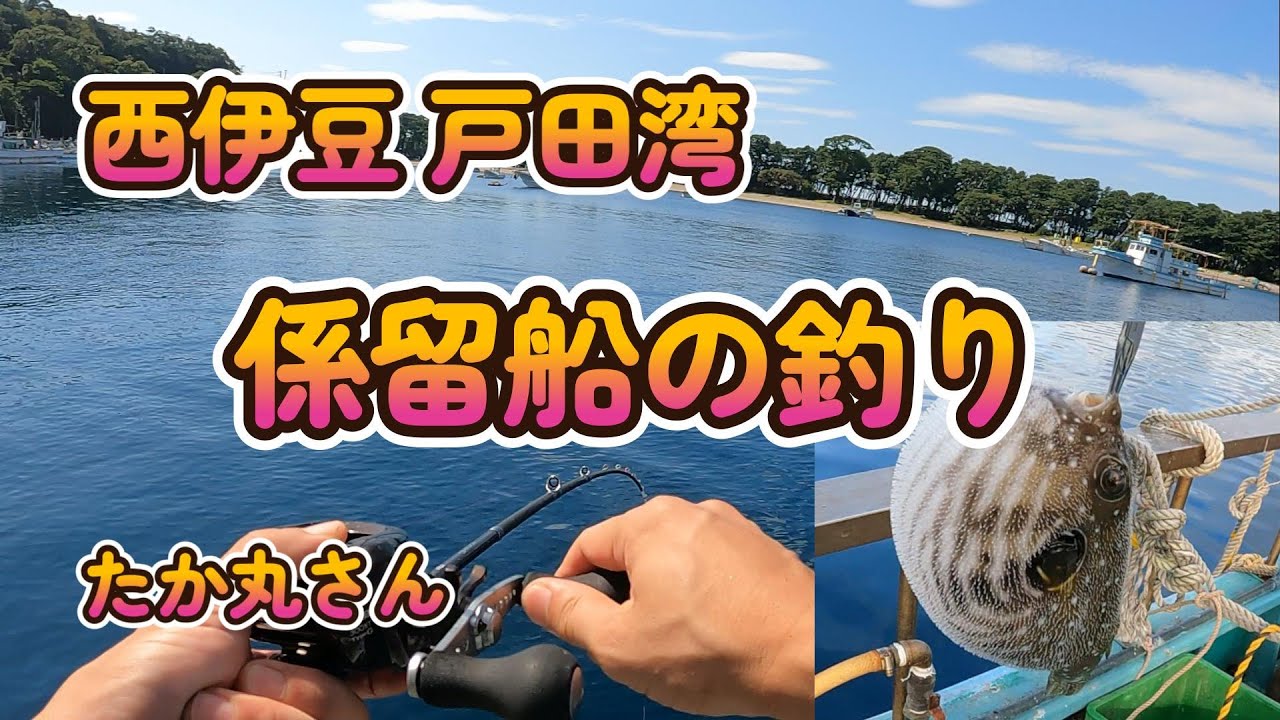西伊豆　戸田湾　係留船釣り