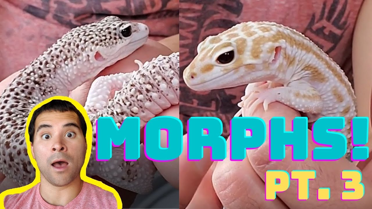 LEOPARD GECKO MORPHS: Pt. 3 - How many GENES can you REALLY COMBINE? - INFINITE! (2020)