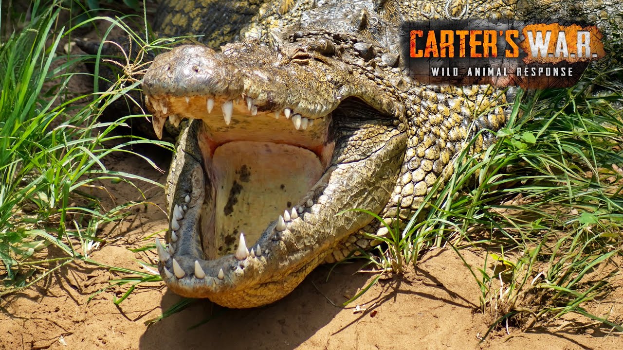 Inside the Hunt for Man-Eating Crocodiles | Carter's WAR