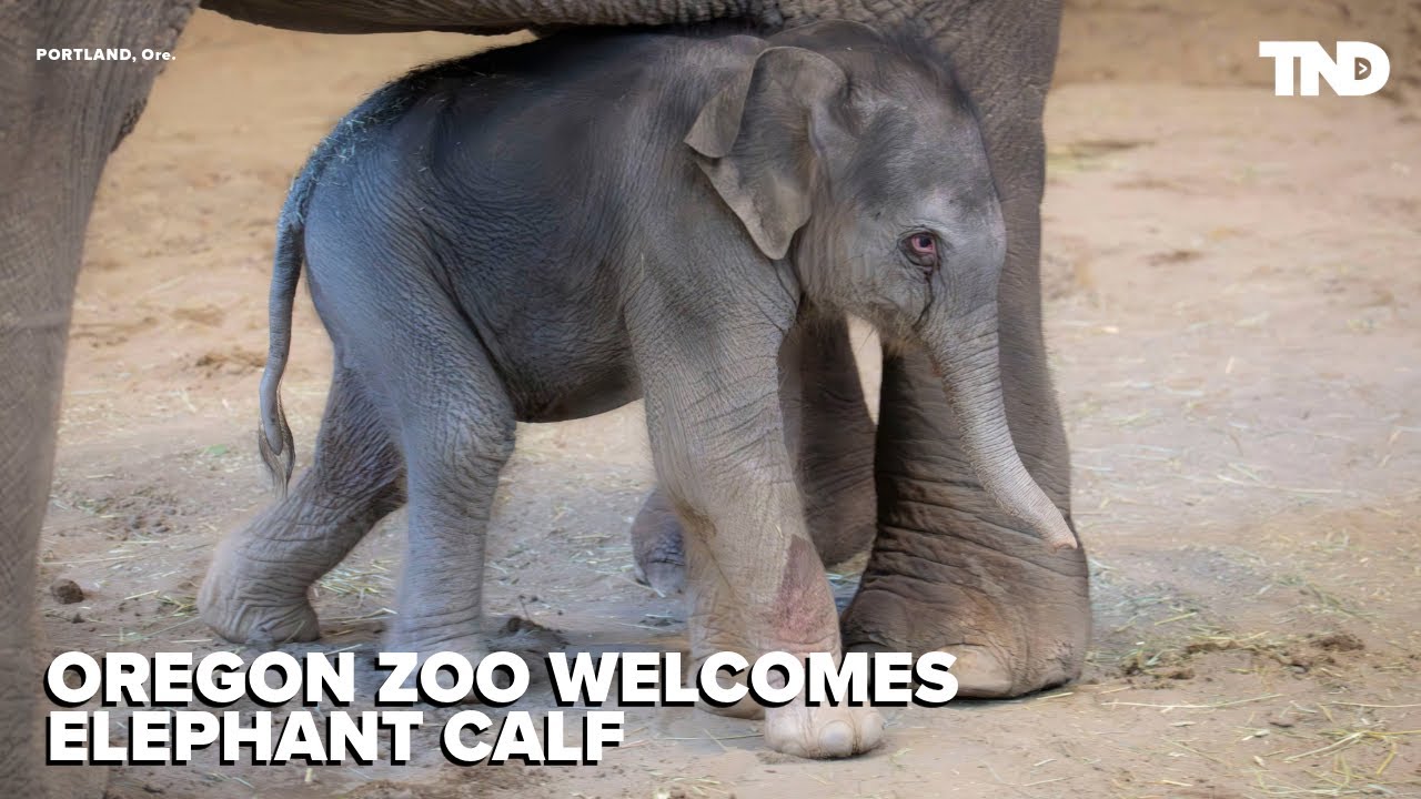 Oregon Zoo welcomes new elephant calf after 20-month wait