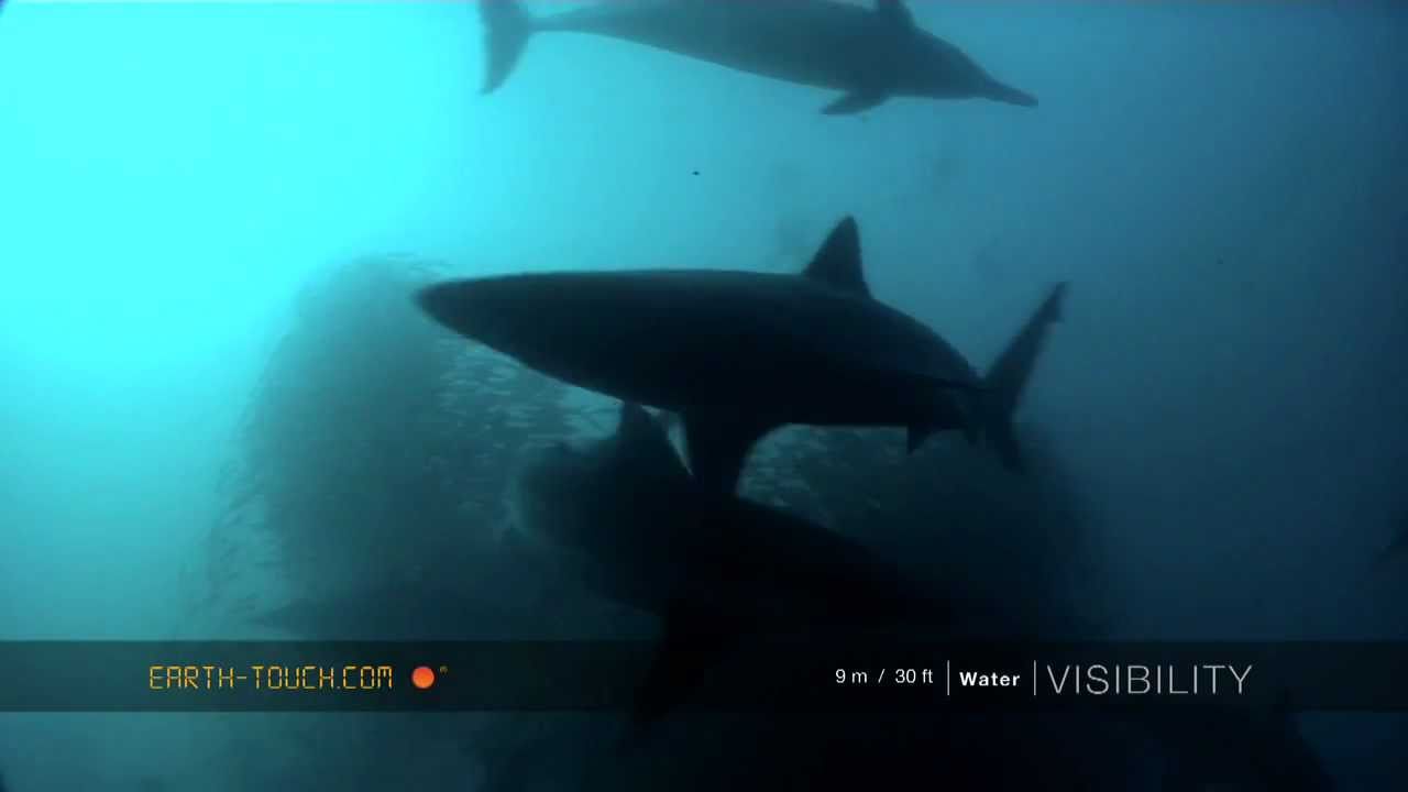 The Ultimate Sardine Run Experience