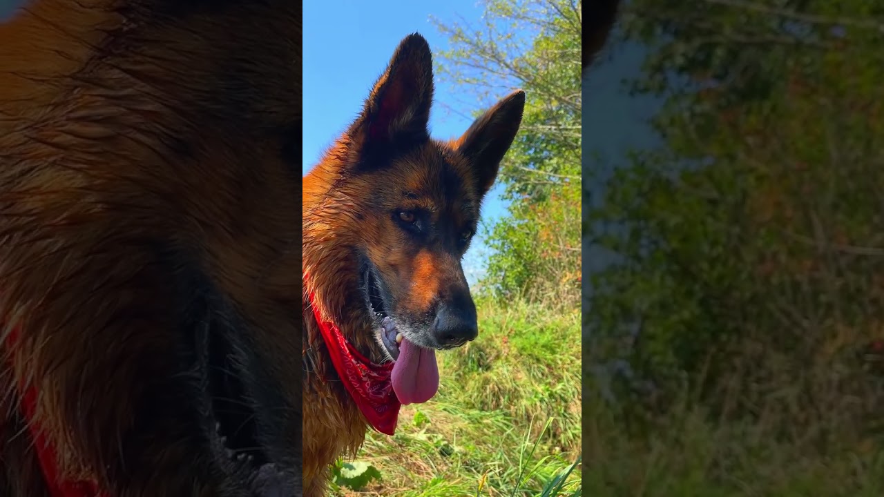German Shepherd Nicole is my best friend 💚