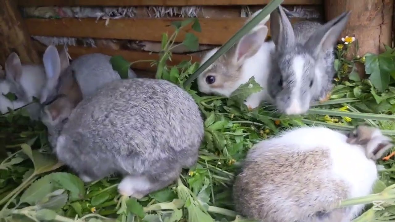 🐰🐇☘️🌿In the good season 🌧️🌧️where my kittens and big rabbits get fresh grasses 