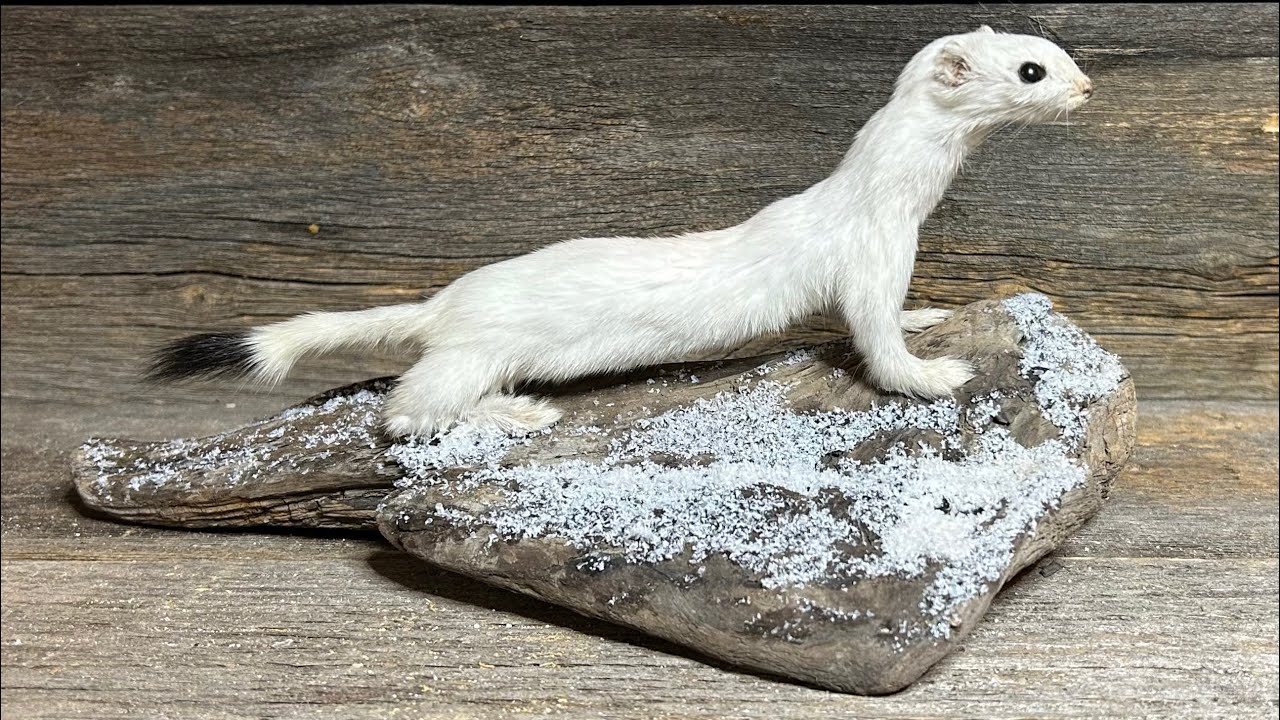 How to Taxidermy a Weasel