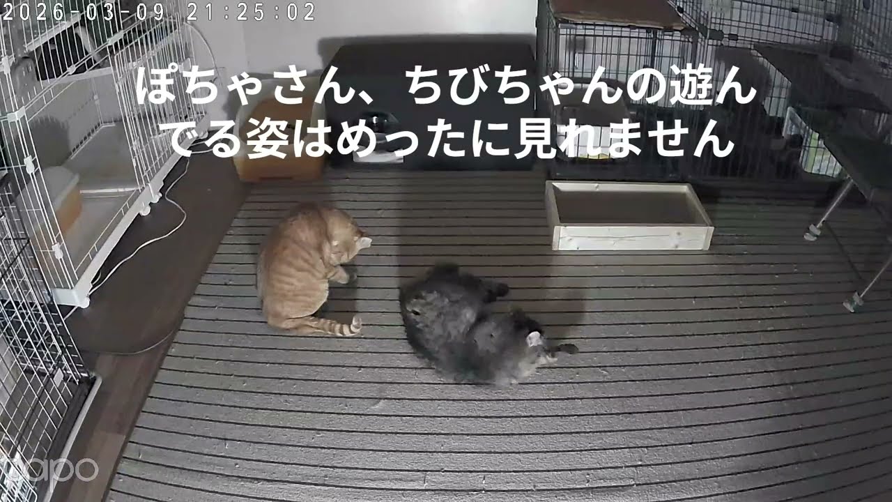 ポチャさんの様子