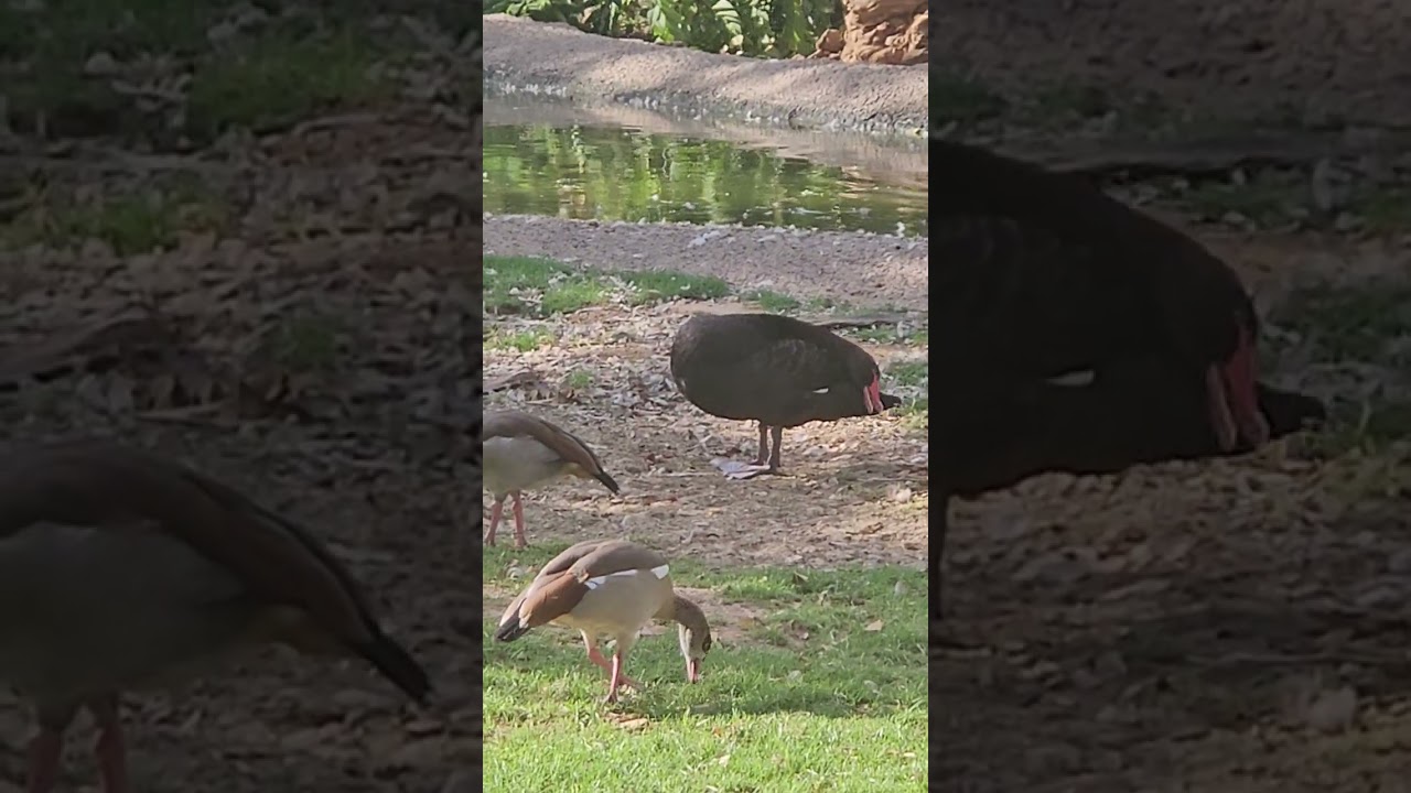 Beautiful Black Swan and Ducks 🦢🦆 | Serene Wildlife Shor