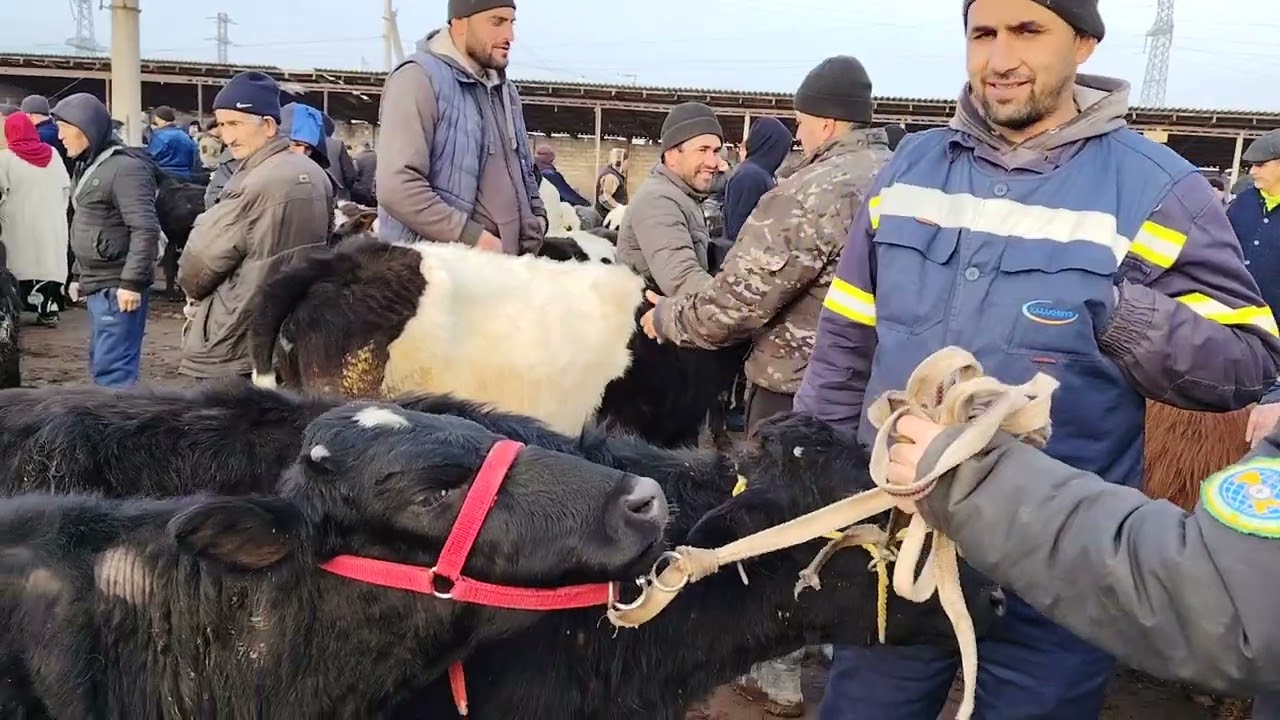 13.02.2026.SIRDARYO TUMANI MAYDA G'UNAJIN NARXLARI 