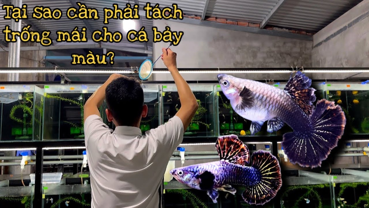 Những Lợi Ích Cực Kì To Lớn Trong Việc Tách Trống Mái Cá Bảy Màu | Dat Guppy